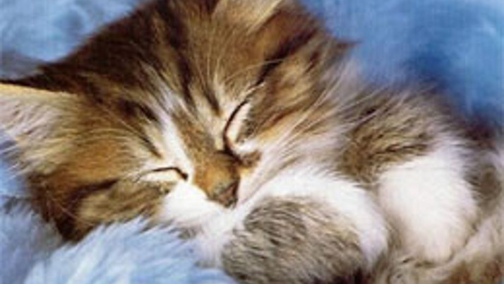 Yavru kediyi av tüfeğiyle vurdu