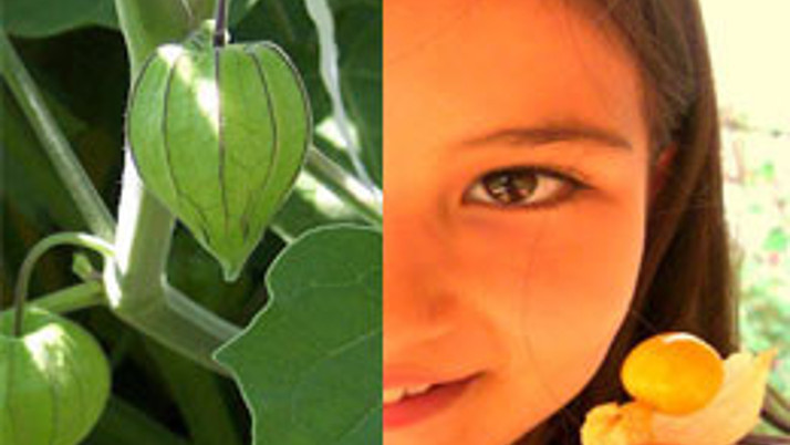 Yerde yetişen kiraz gördünüz mü? 