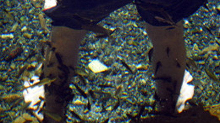 Hastalar doktor balıklarda şifa arıyor