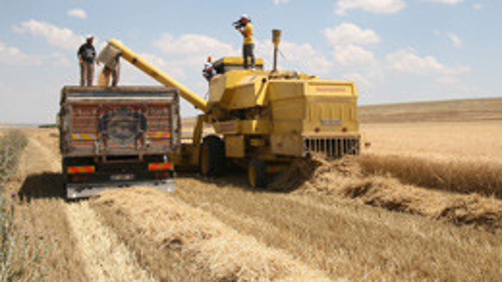 Konya Ovası'nda rekolte durumu nasıl?