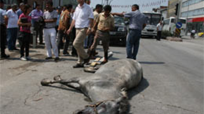 İpini koparan at otomobile girdi! 