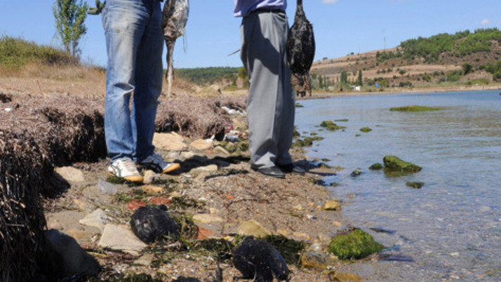 Çanakkale'de esrarengiz kuş ölümleri