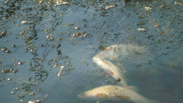 Göldeki esrarengiz balık ölümleri