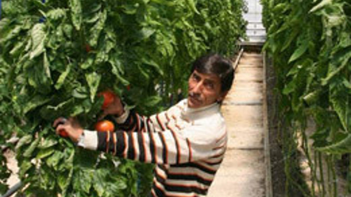 Kozaklı'da seracılık gelişiyor