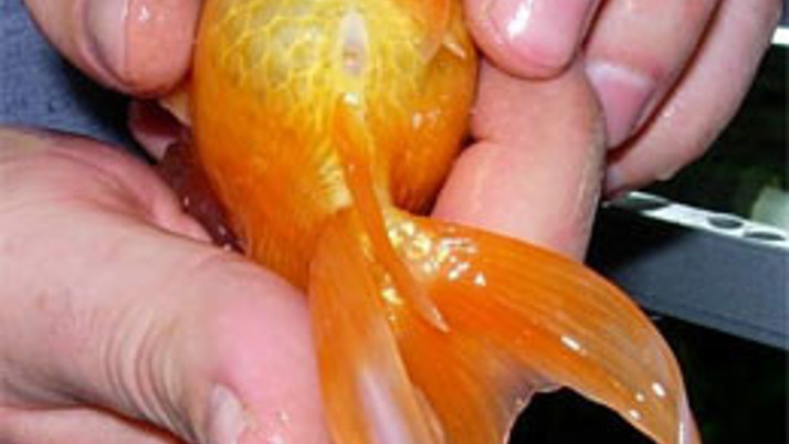 Japon balığını canlı canlı yuttu (video) 