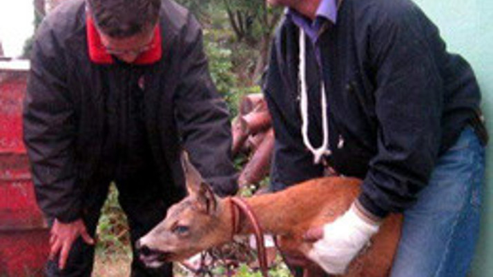 Yaralı karacaya köylüler sahip çıktı