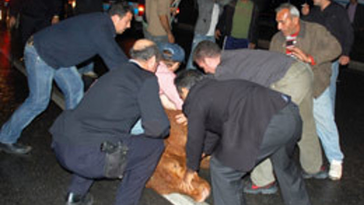 Kaçan sığırlar ortalığı birbirine kattı (video) 