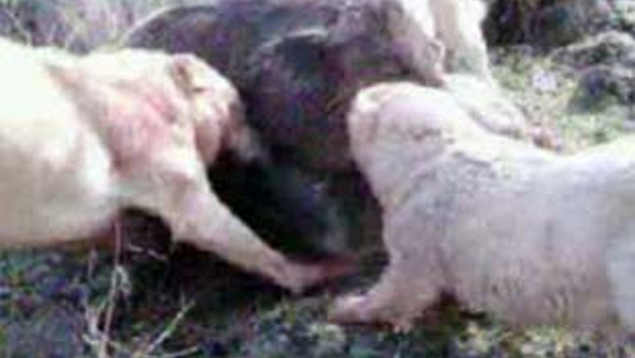 Vahşeti CDye kaydettiler