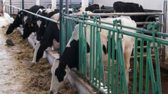 Çorum'da 'Şap Hastalığı' paniği!