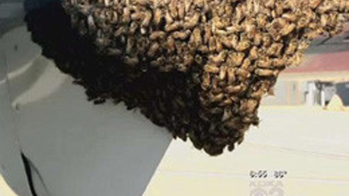 Arılar koca uçağı böyle istila etti