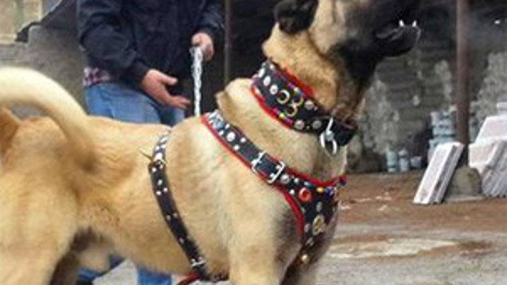 Bu kangalın fiyatı araba değerinde!