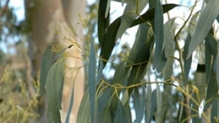 'O ağaçların kökünü Türkiye'den kazıyın'