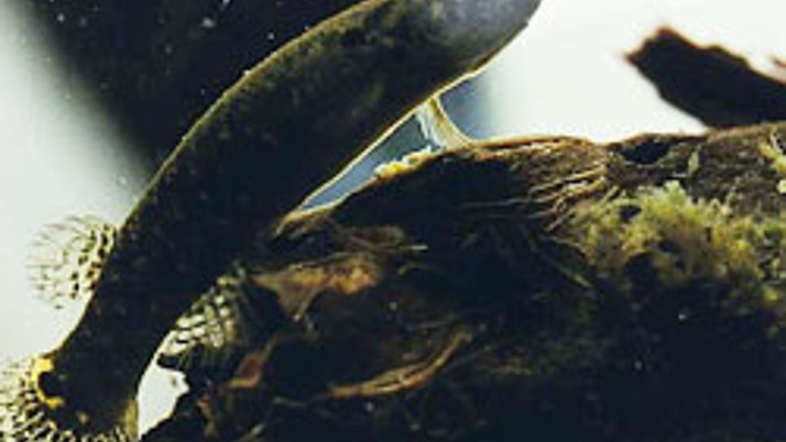 Bu balık ağaçta yaşıyor