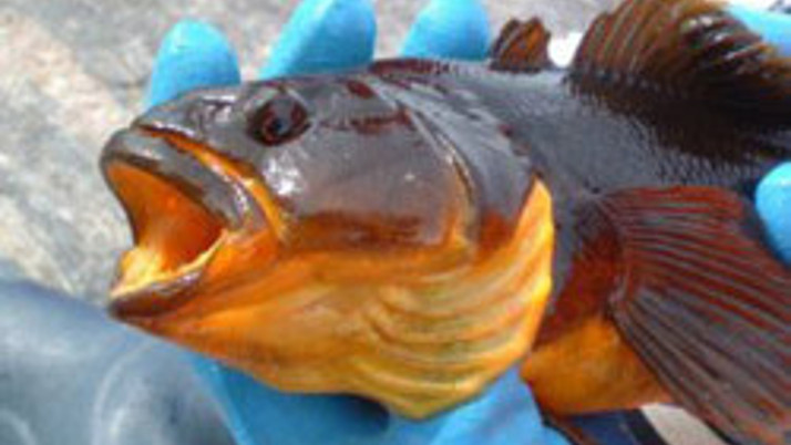 Kış uykusuna yatan balık!