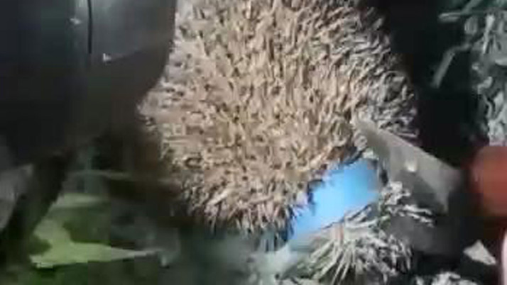 Artvin'de kafası plastik kapağa sıkışan kirpi nasıl kurtuldu!