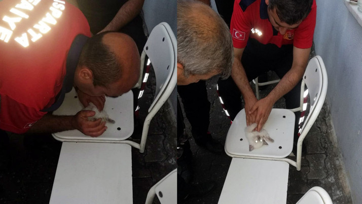 Isparta'da kalbi duran kediye itfaiye erlerinden kalp masajı