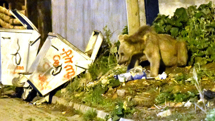 Kars'ta acıkan boz ayı mahalleye inerek yiyecek aradı