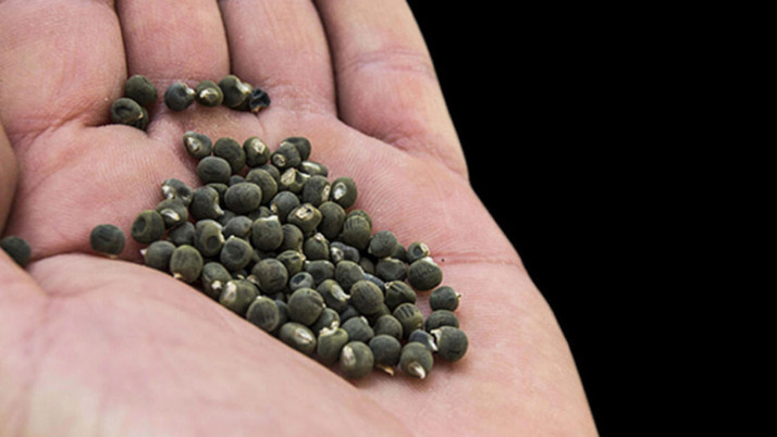 Türkiye, İngiliz koleksiyonundaki ata tohumlarına el koydu