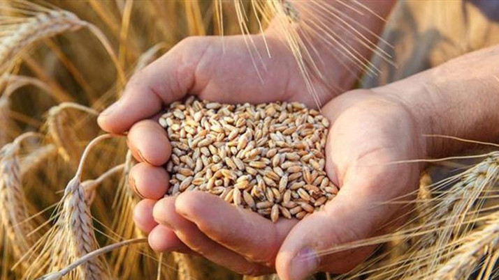 TMO detayları duyurdu! 2022 buğday ve arpa alım fiyatı açıklandı