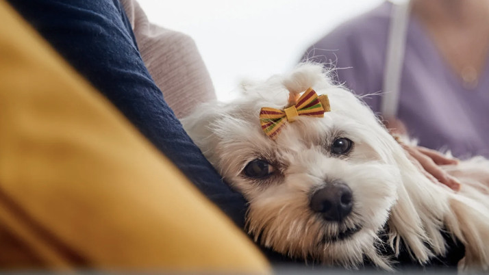 Evcil hayvanına çip taktırmayanlara ilk cezalar uygulandı