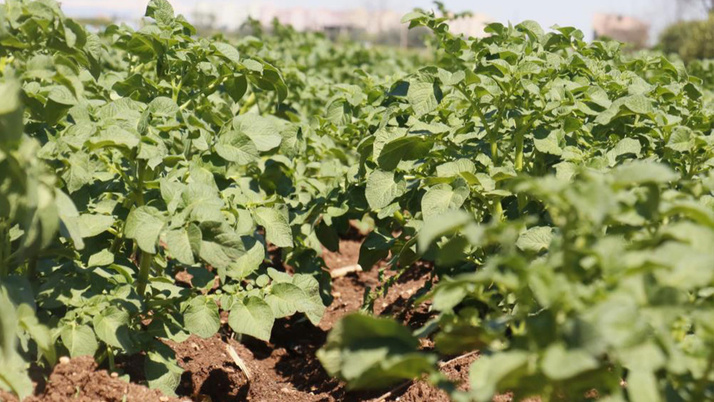 Patates, bu sene üreticinin yüzünü güldürecek