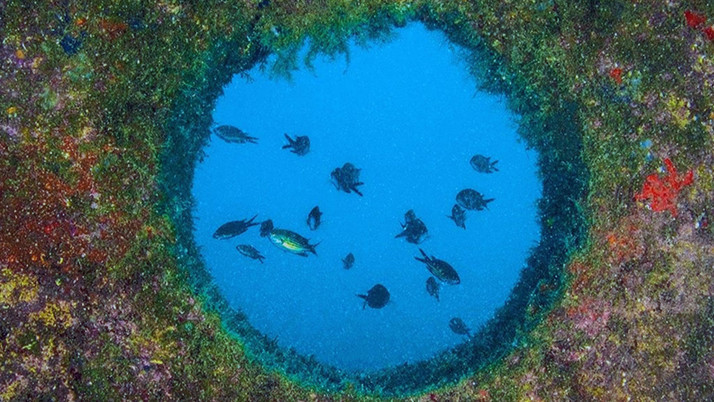 Türkiye’nin deniz ve tatlı su balıkları “Kırmızı Liste” ile korunacak