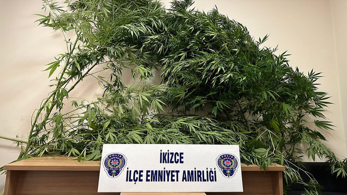Ordu'da polis ekiplerinden uyuşturucu operasyonu! Bahçeye ekilmiş 70 kök kenevir ele geçirildi