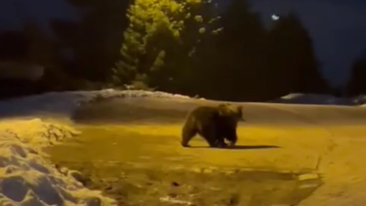 Uludağ'da aç kalan ayılar çöp konteynerlerinde yemek aradı