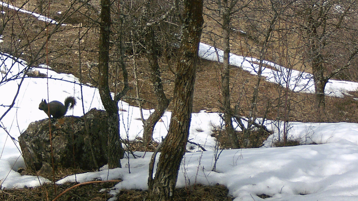 Erzincan’da yaban hayatı fotokapanlara yansıdı