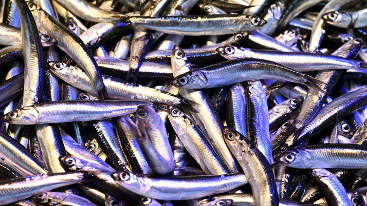 Olumsuz hava koşulları hamsi fiyatlarını yükseltti! Kilosu ne kadar oldu?