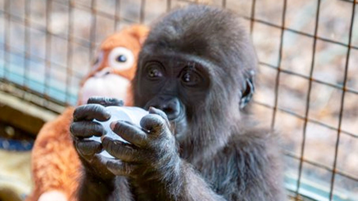 Yavru gorile en çok önerilen 4 isim arasında anket başlatıldı