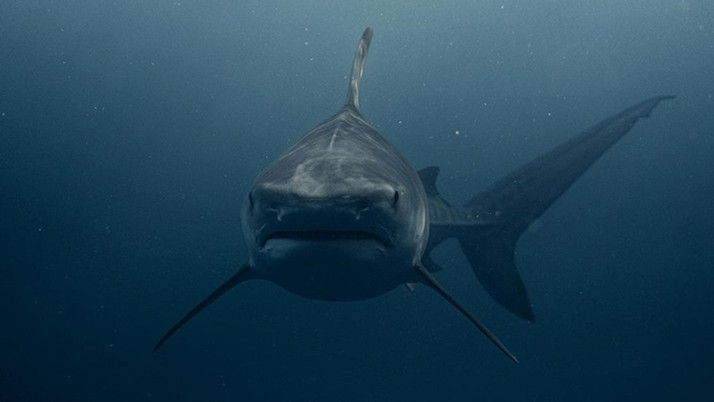 17 yaşındaki genç kız köpek balığı saldırısında öldü