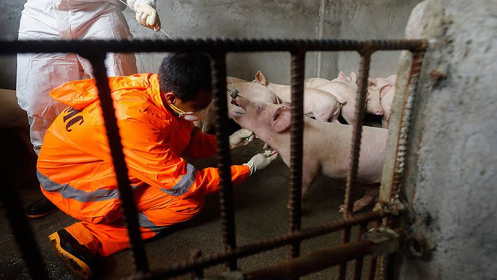 Avustralya'da domuz çiftliklerinde Japon ensefaliti virüsü saptandı