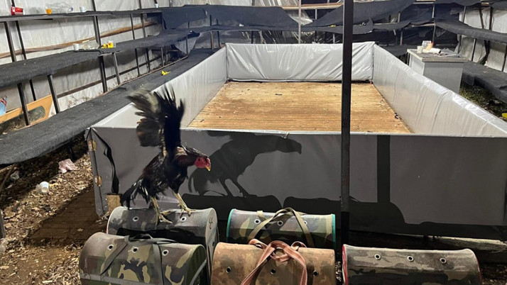 Antalya'da horoz dövüştüren 14 kişiye ceza yağdı