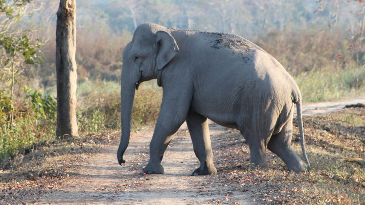Hindistan'da fil sürüsü saldırdı 5 kişi hayatını kaybetti