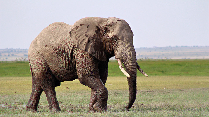 Hindistan'da fil saldırısında 5 kişi hayatını kaybetti