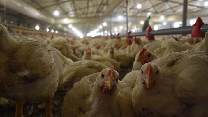 "Tunceli'de tavuklar gerekçesiz itlaf edildi" iddiasına bakanlıktan yanıt