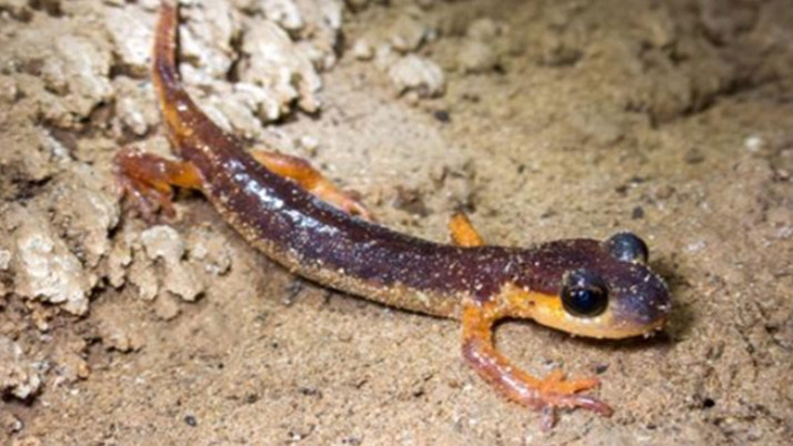 Türkiye'de tescillenen 154 mağarada, 30 memeli türü ve endemik canlılar keşfedildi