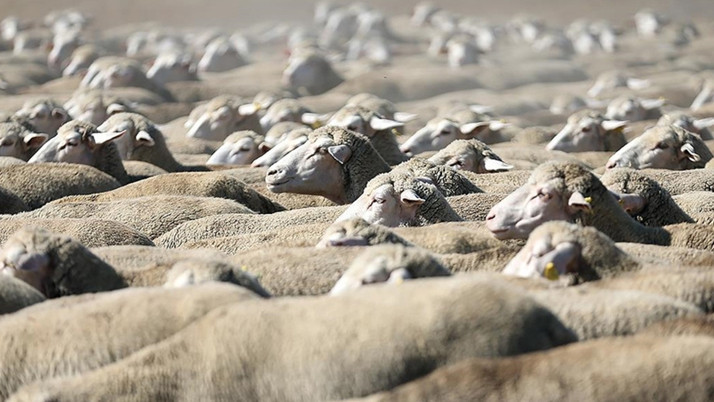 TİGEM 700 reforme küçükbaş hayvan satacak! İhale 2 Mayıs'ta