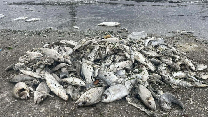 İzmir Körfezi için sevindiren haber