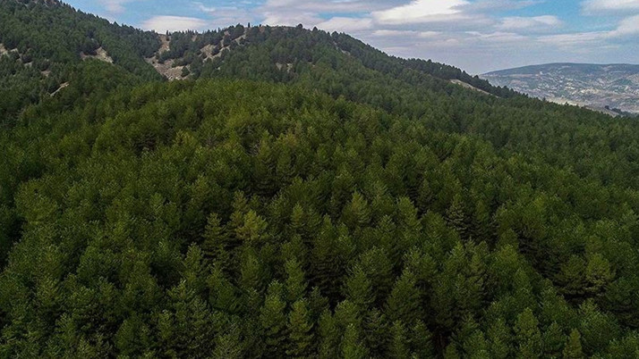 O kentte flaş karar! Ormanlık alana girişler 5 ay süreyle yasaklandı