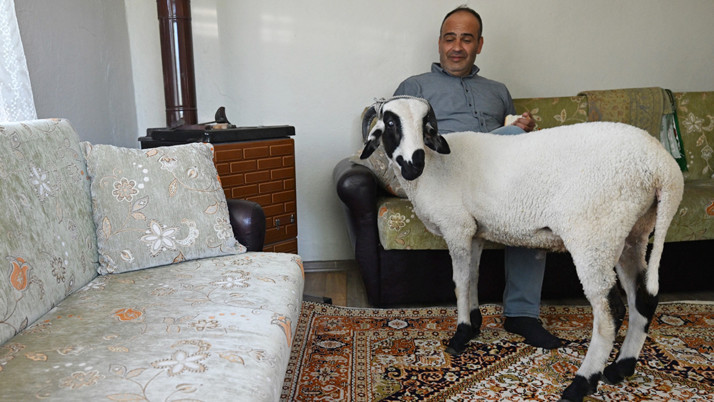 Düzce'de kurbanlık aldığı koçla arkadaş gibi oldu