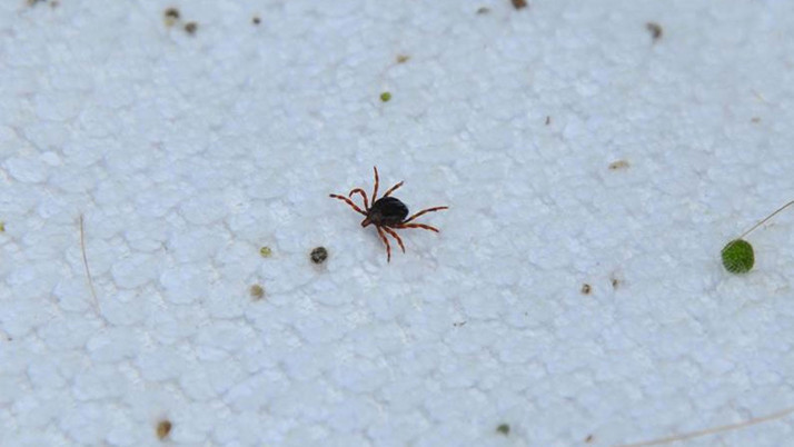 Havalar ısındı kabus geri döndü! İki çocuk annesi kadın hayatını kaybetti