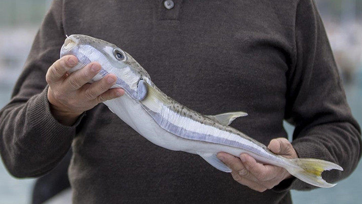 Balon balığı avcılığına yönelik destekleme tutarı artırıldı