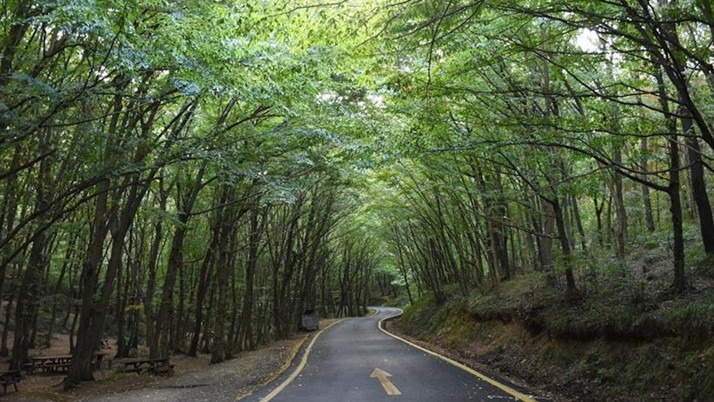 Bilecik'te ormanlık alanlara girişler 5 ay süreyle yasaklandı