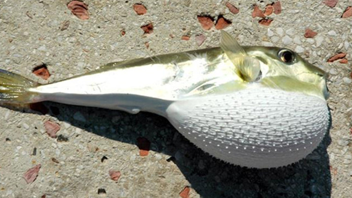 Balon balığı avcılığına yönelik destekleme tutarı artırıldı