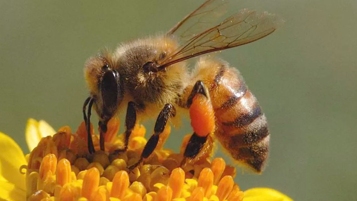 Arıların yarım kilo bal üretmek için gezdikleri çiçek sayısı inanılmaz