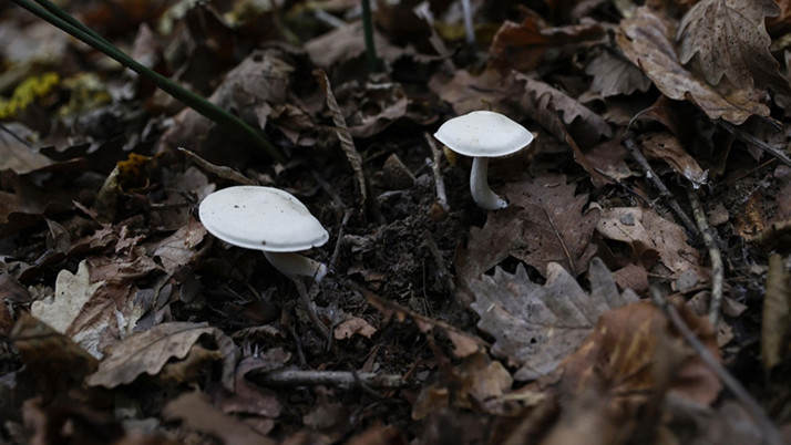 Doğadan toplayıp yediler, zehirlendiler! En küçüğü 2 yaşında...