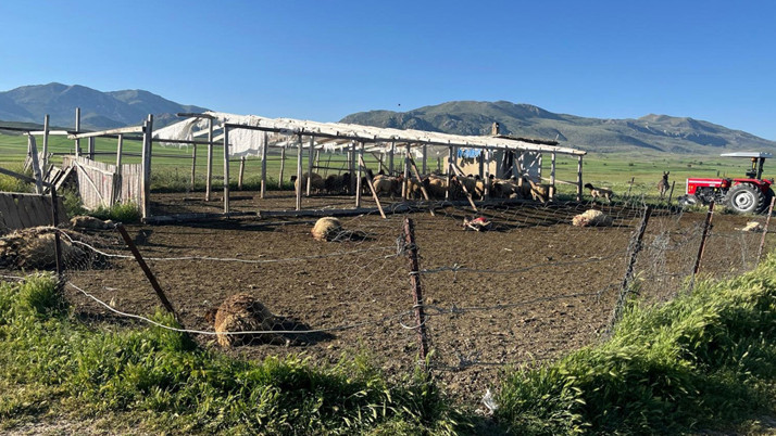 Burdur'da kurtlar koyunlara saldırdı! 12 hayvan telef oldu