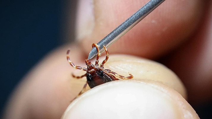 Sivas Valiliği'nden KKKA uyarısı! Kenelere karşı alınması gereken önlemler